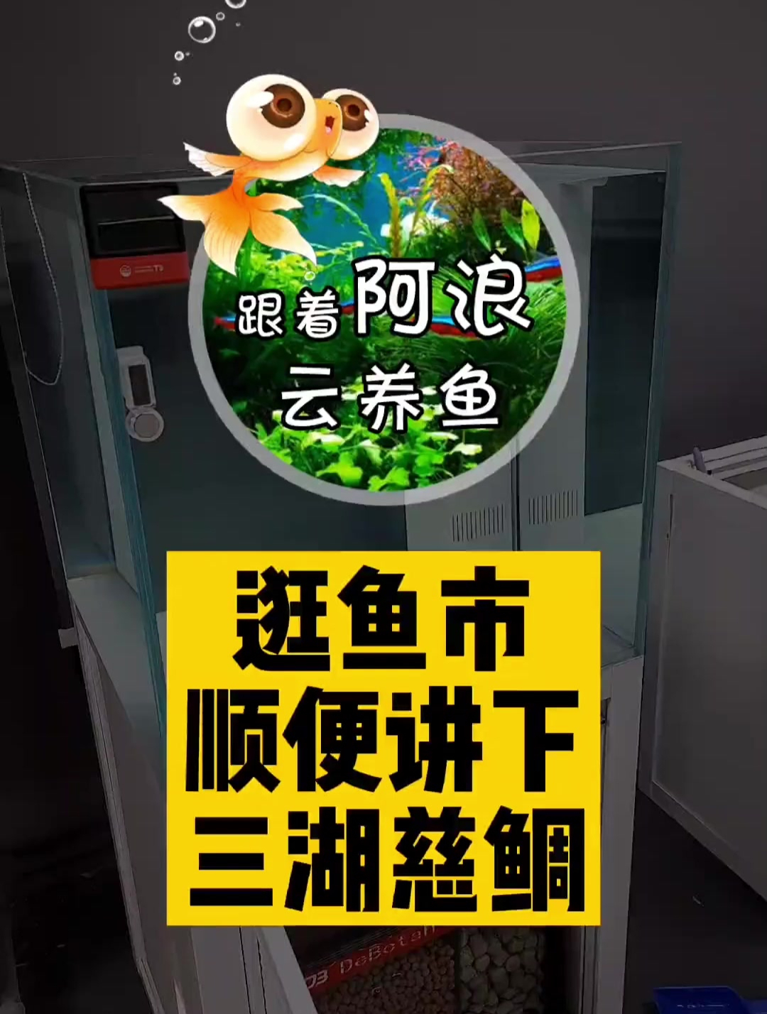 逛鱼市 顺便讲下三湖慈鲷