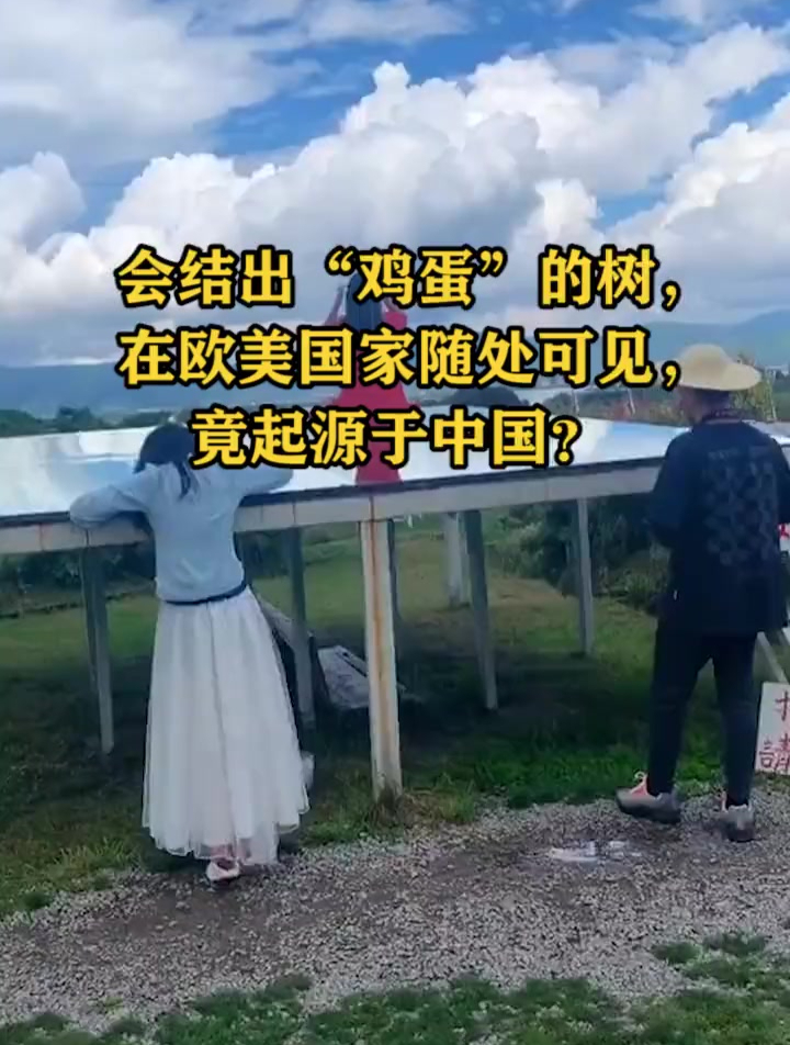 会结出“鸡蛋”的树,在欧美国家随处可见,竟起源于中国?