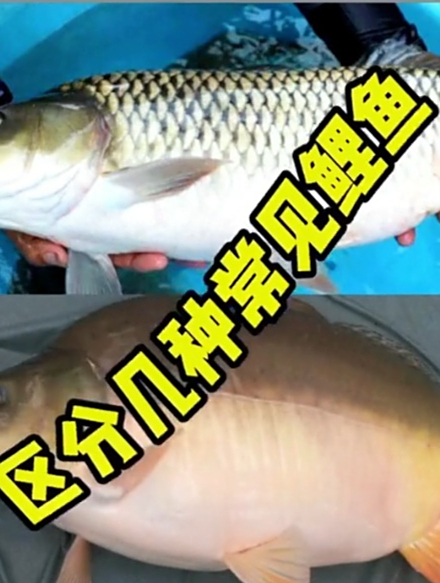 你知道你每次钓的鲤鱼的品种吗?教你区分几种常见鲤鱼