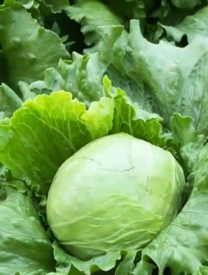 外脆里甜的“结球生菜”不是普通生菜,它生长周期短,种植方法简单