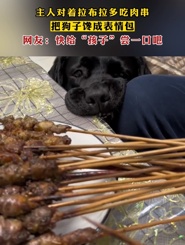 主人对着拉布拉多吃肉串,把狗子馋成表情包