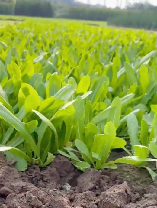 不吃这个“油麦菜”可就亏大了!对我们人体健康养护太重要了!