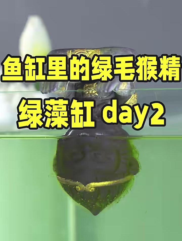 鱼缸终极玩法竟然是养绿藻?