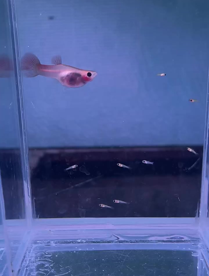 蕾丝猫玻璃体孔雀鱼
