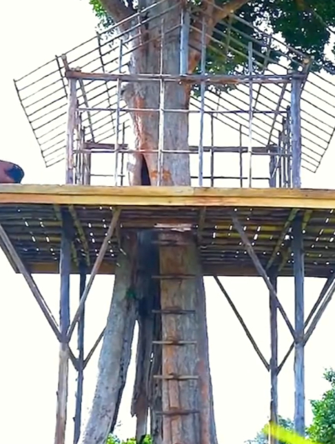 动画片中的树屋,被这两位大神给造出来了5