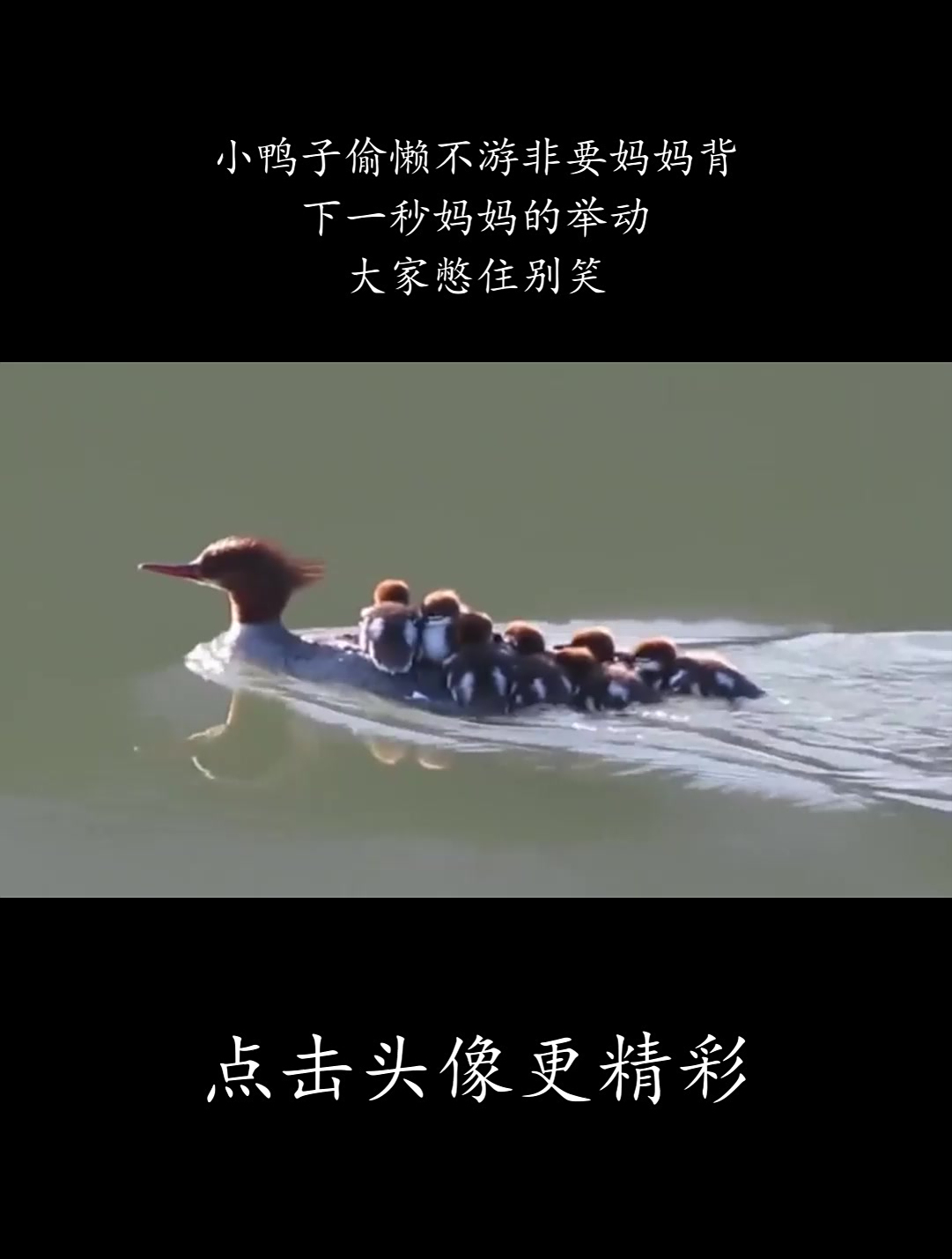 小鸭子偷懒不游非要妈妈背,下一秒妈妈的举动,大家憋住别笑