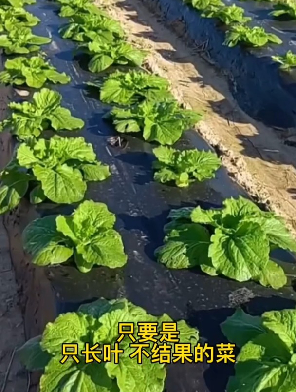 种植叶菜类作物长势不好,农户还在用尿素补救?科学增产又技巧