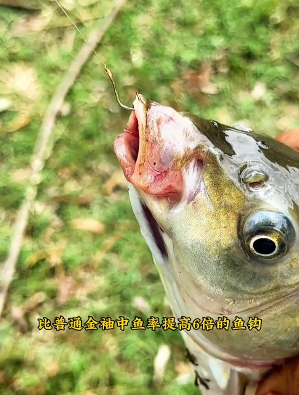 钓鲫鱼用金袖好还是用曲柄金袖好?哪个更符合鲫鱼嘴型?