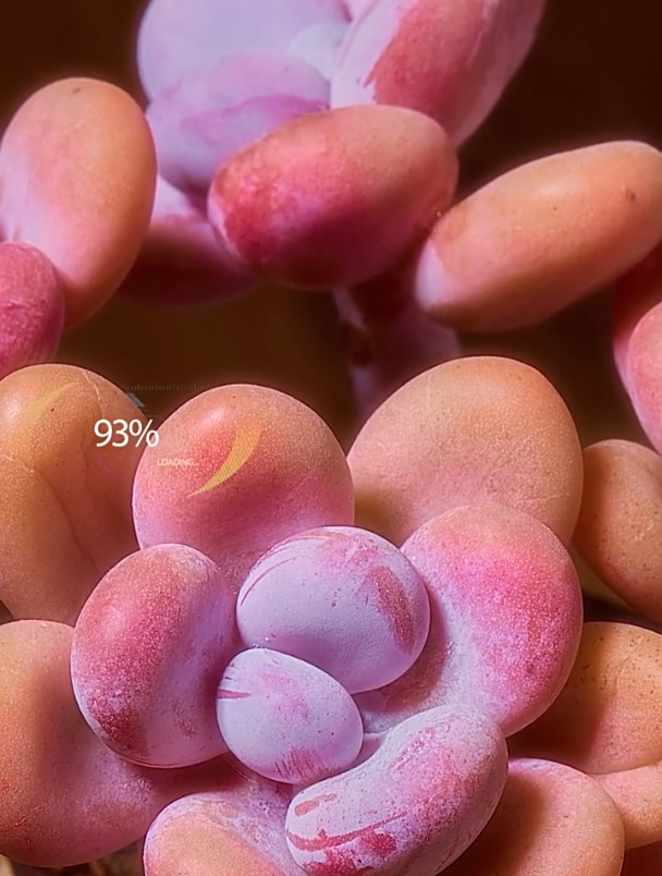 红粉知己VS女王玫瑰,你更喜欢哪个?
