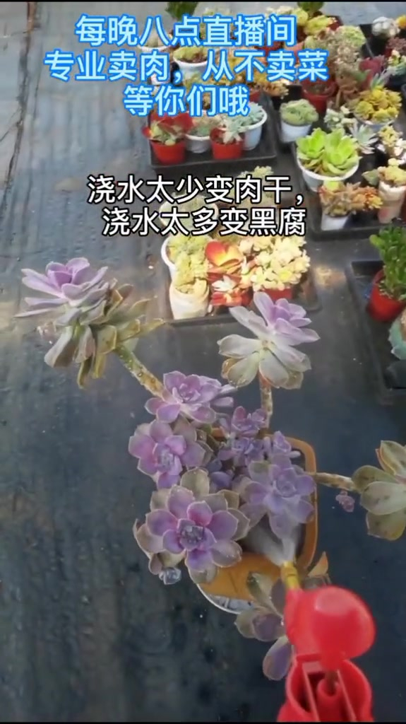 多肉怎么养 多肉 多肉植物 花卉绿植