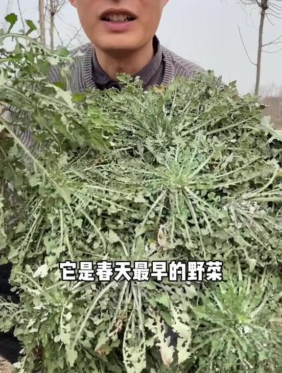 泥胡菜也叫石灰菜春季最早的野菜