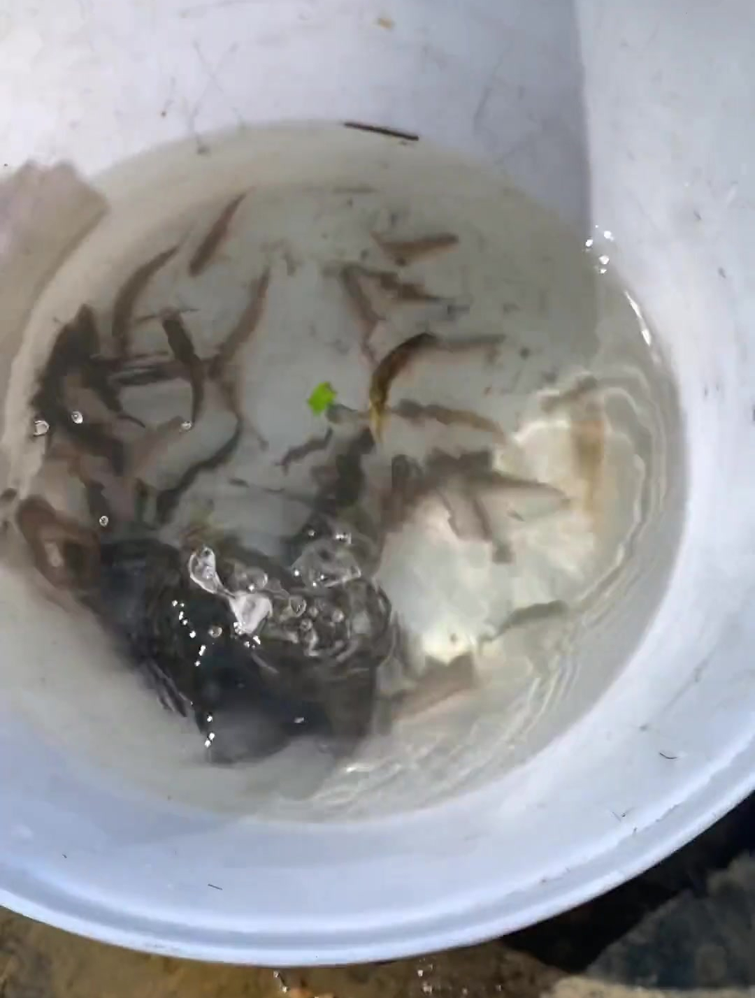 漂亮的鱼儿 养鱼日记 观赏鱼 原生鱼