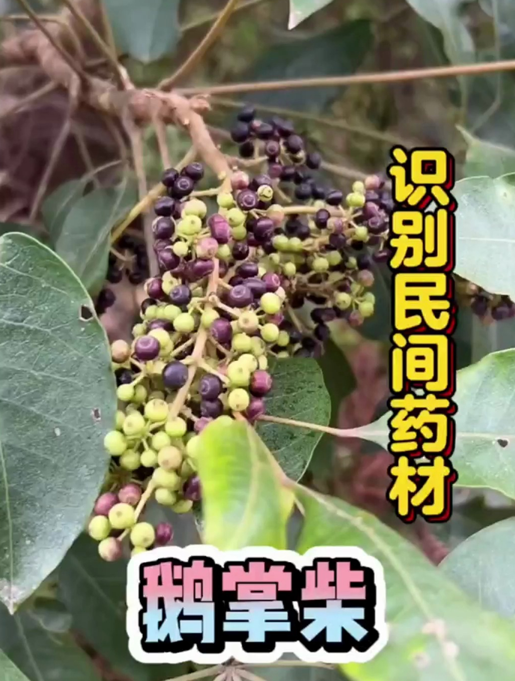 民间中草药——鹅掌柴