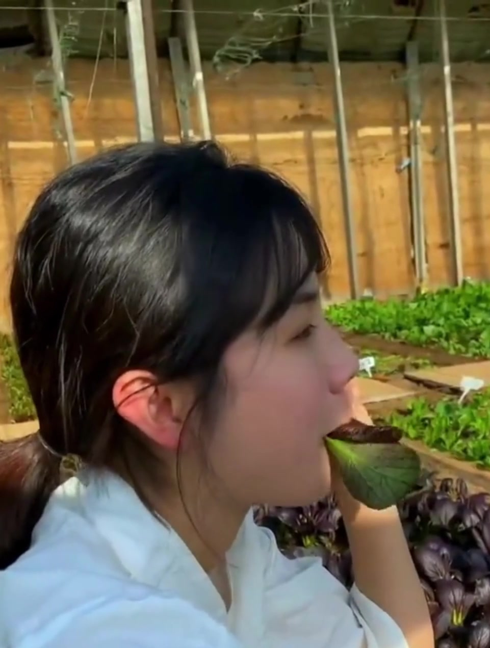 不招虫子的“紫油菜”,脆嫩鲜香可口,好看又好吃,营养丰富!