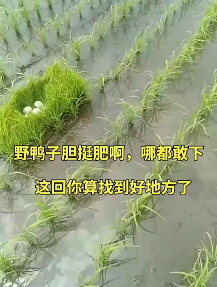 下地干活碰到一窝野鸭蛋,野鸭子胆也太肥了