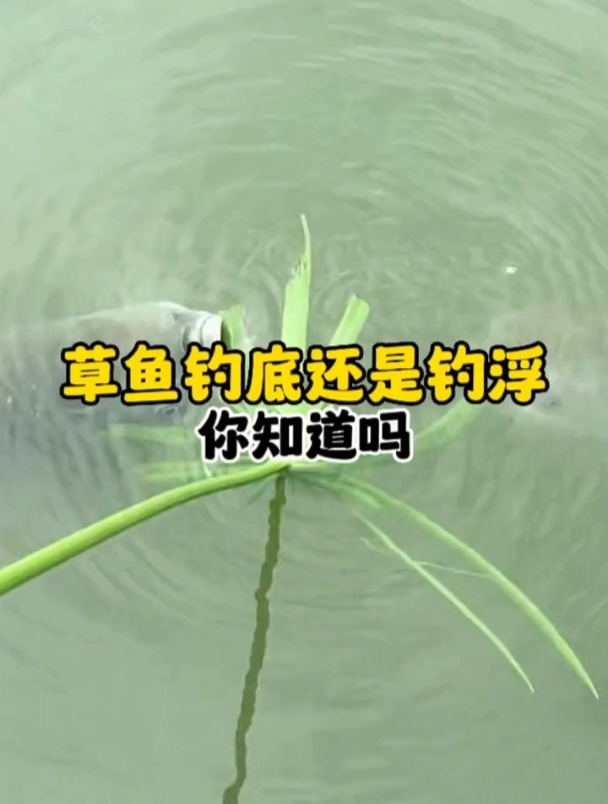 草鱼钓底还是钓浮?学会这个口诀,再也不当空军党!