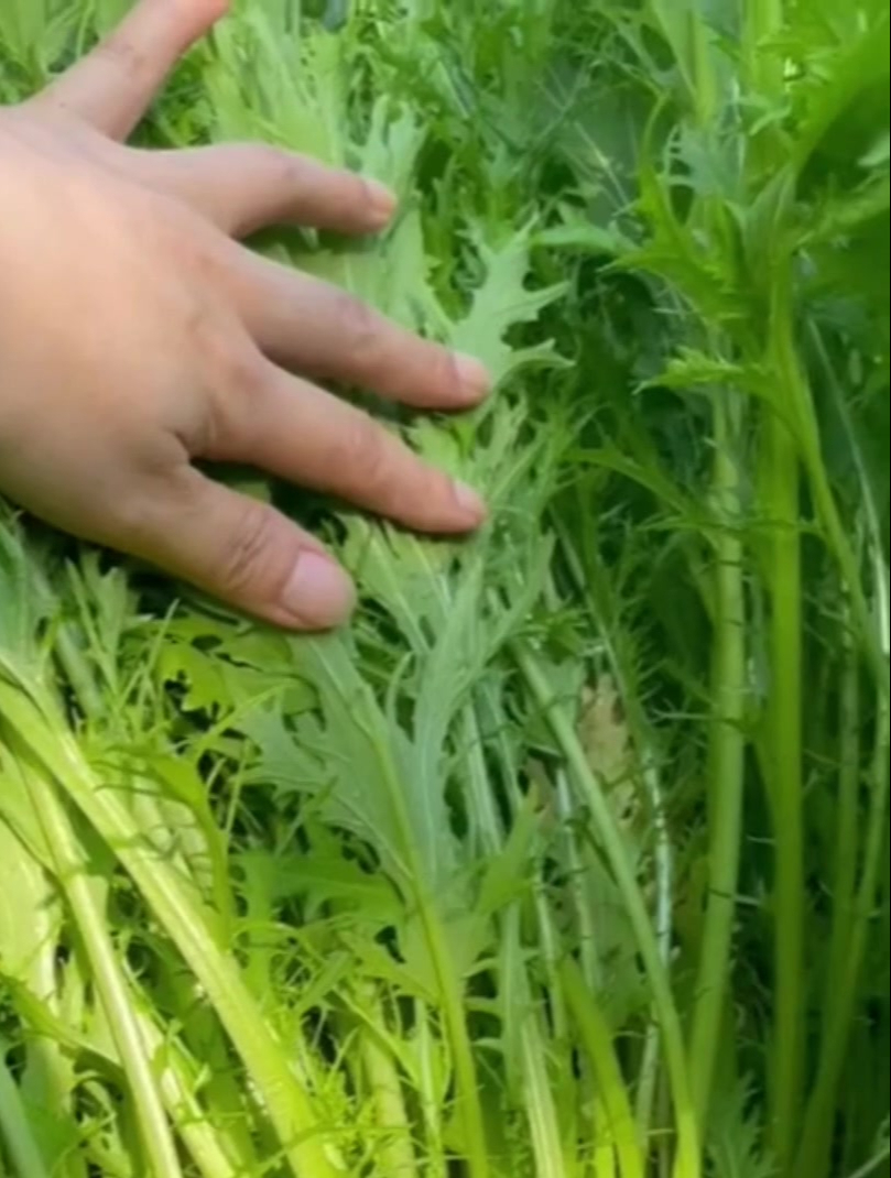 这菜浑身是“宝”,可惜很多人当草,耐寒易种植!
