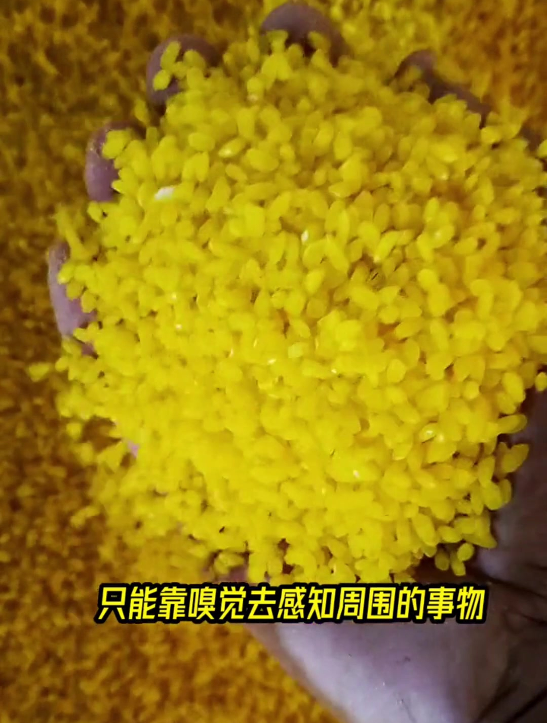 钓鲫鱼为啥酒米打窝钓法最受高手“青睐”?全因里面添加了“它”