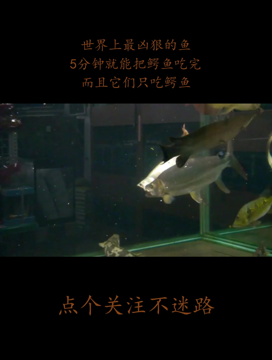 世界上最凶狠的鱼,5分钟就能把鳄鱼吃完,而且它们只吃鳄鱼