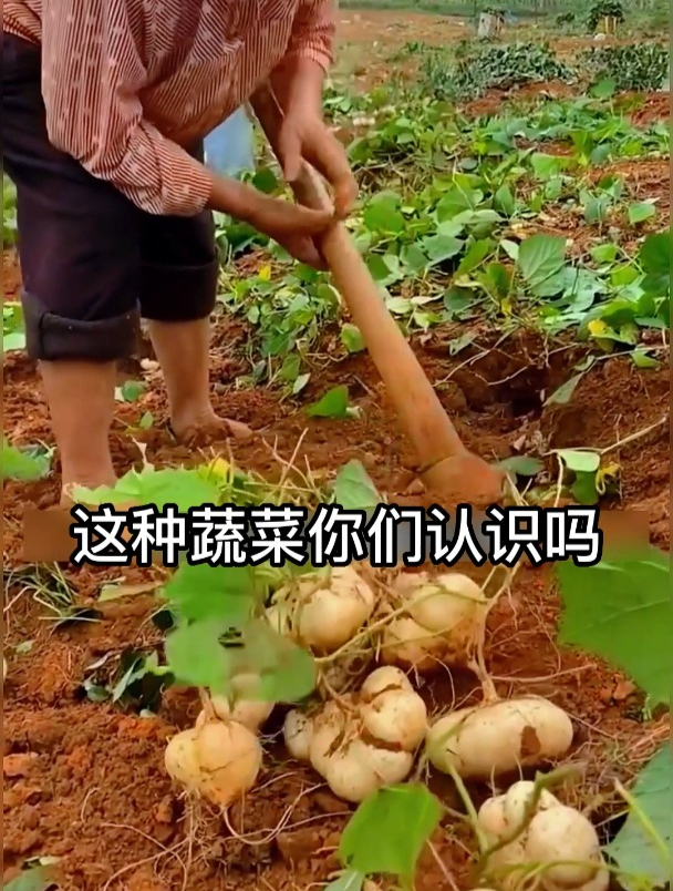 “凉薯”既是蔬菜也是水果,营养这么丰富,南方人都爱吃!