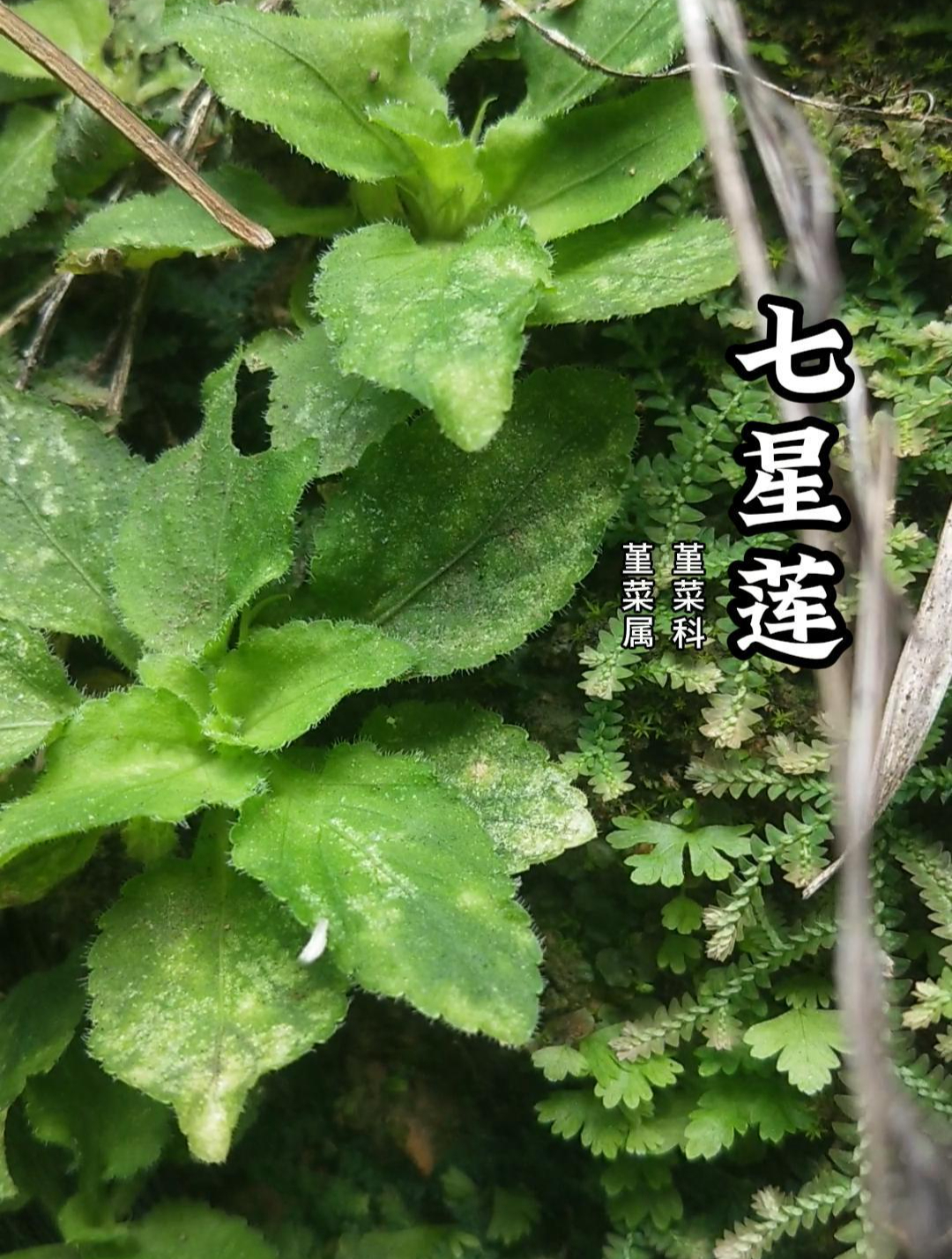 七星莲,一年生草本