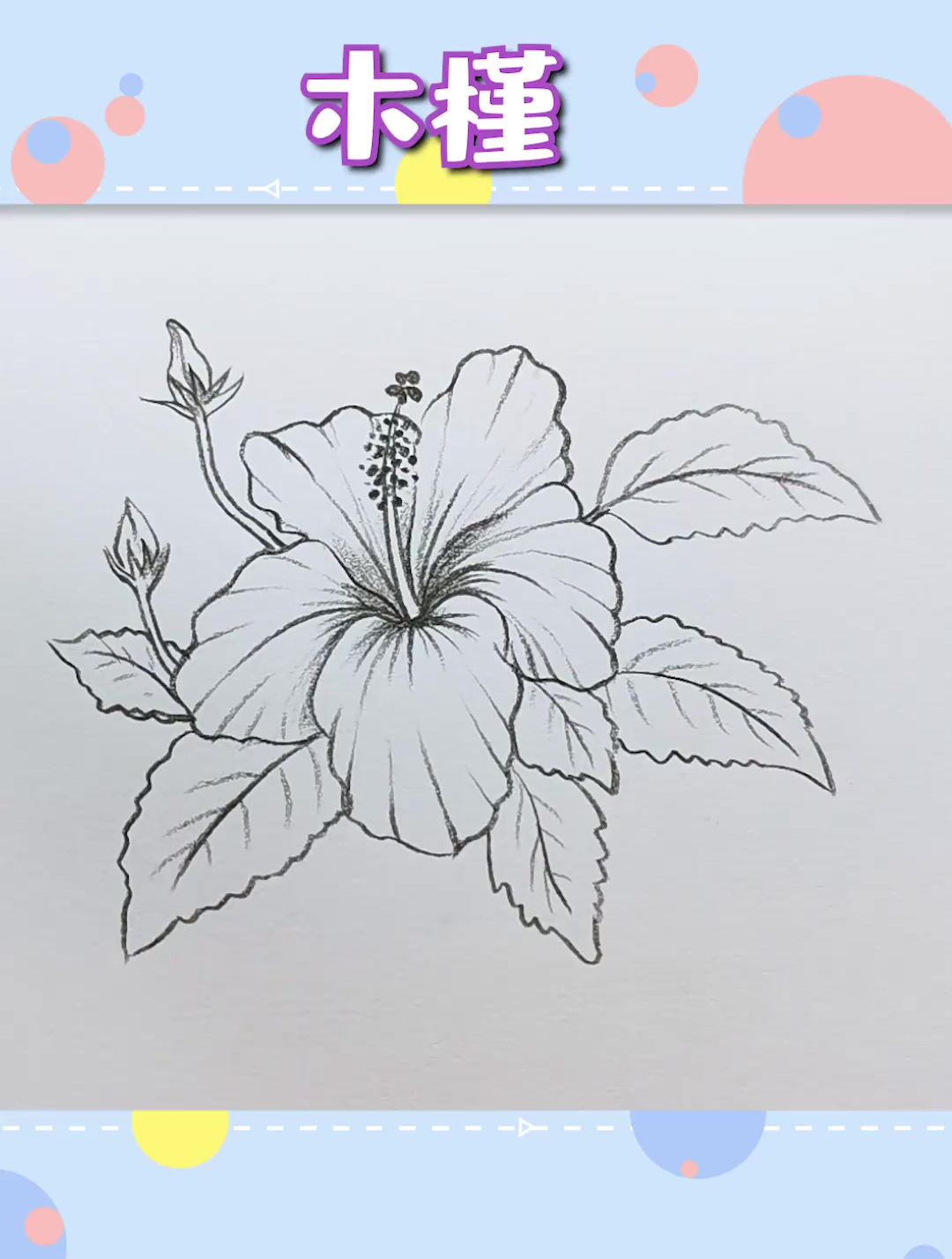 木槿花 简笔画