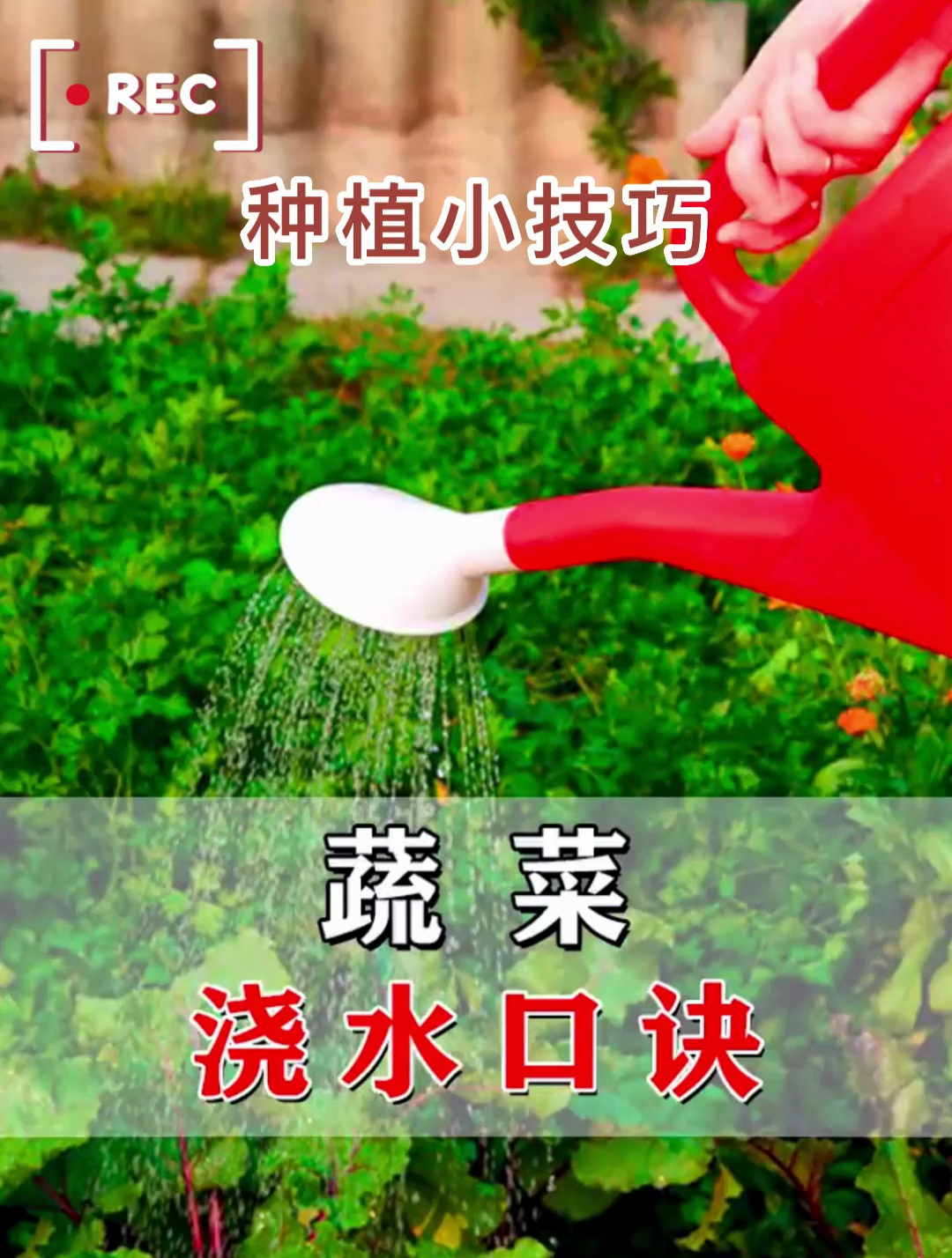蔬菜只浇水,难怪长不好!教你全网都在找的浇水口诀,种啥都旺!