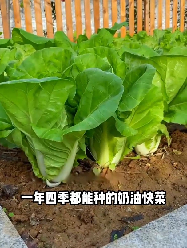 媳妇在阳台种青菜,365天都不用买菜了,撒籽就长,营养价值高!