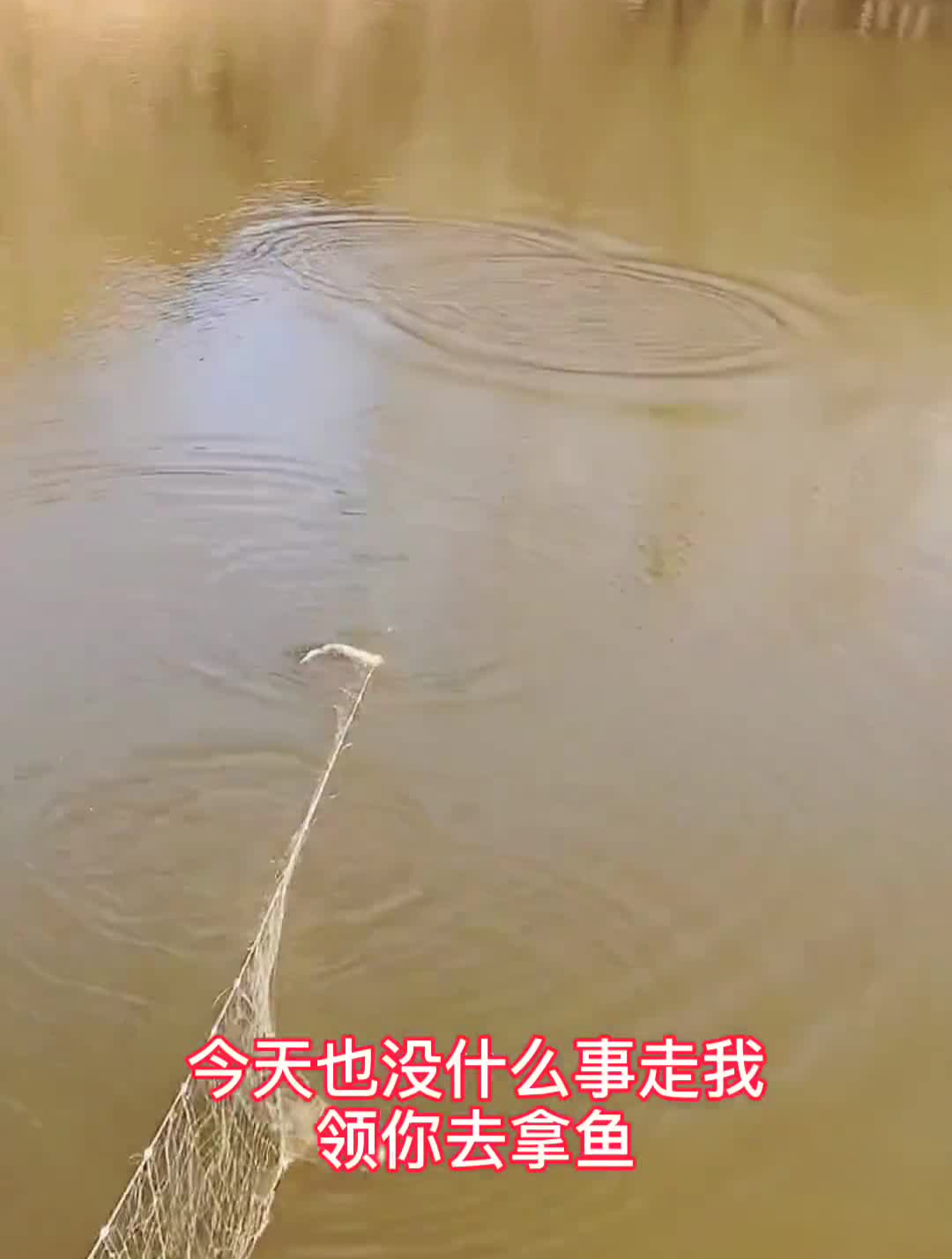 铁锅炖鲢鱼汤、最简单的做法、吃出最初的味道