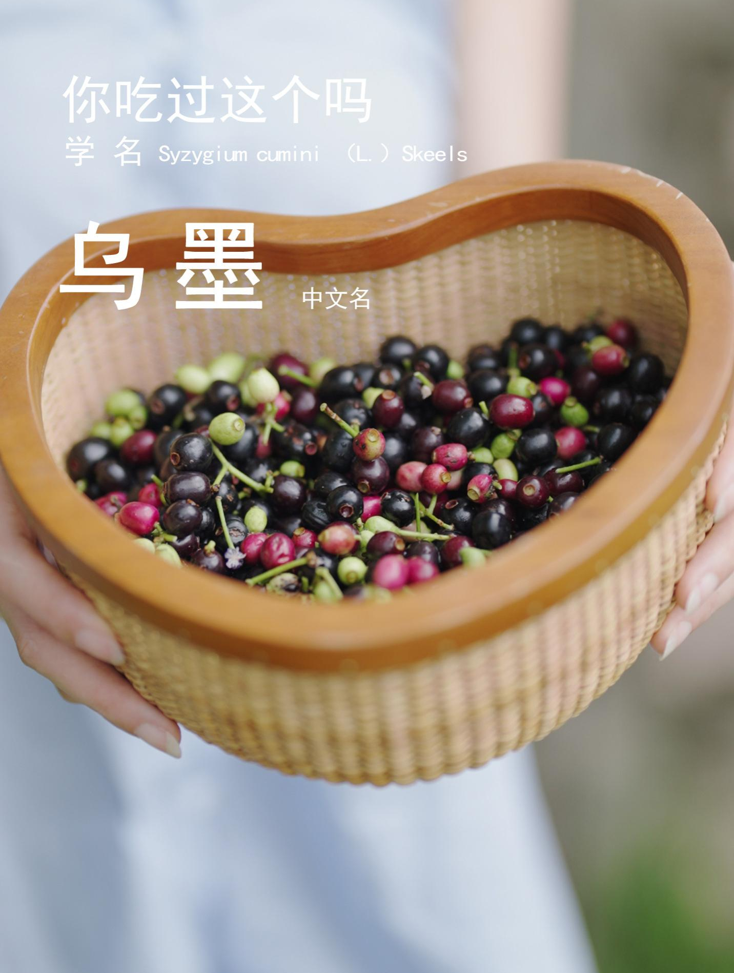 这个黑紫色的小果子,你有吃过吗?
