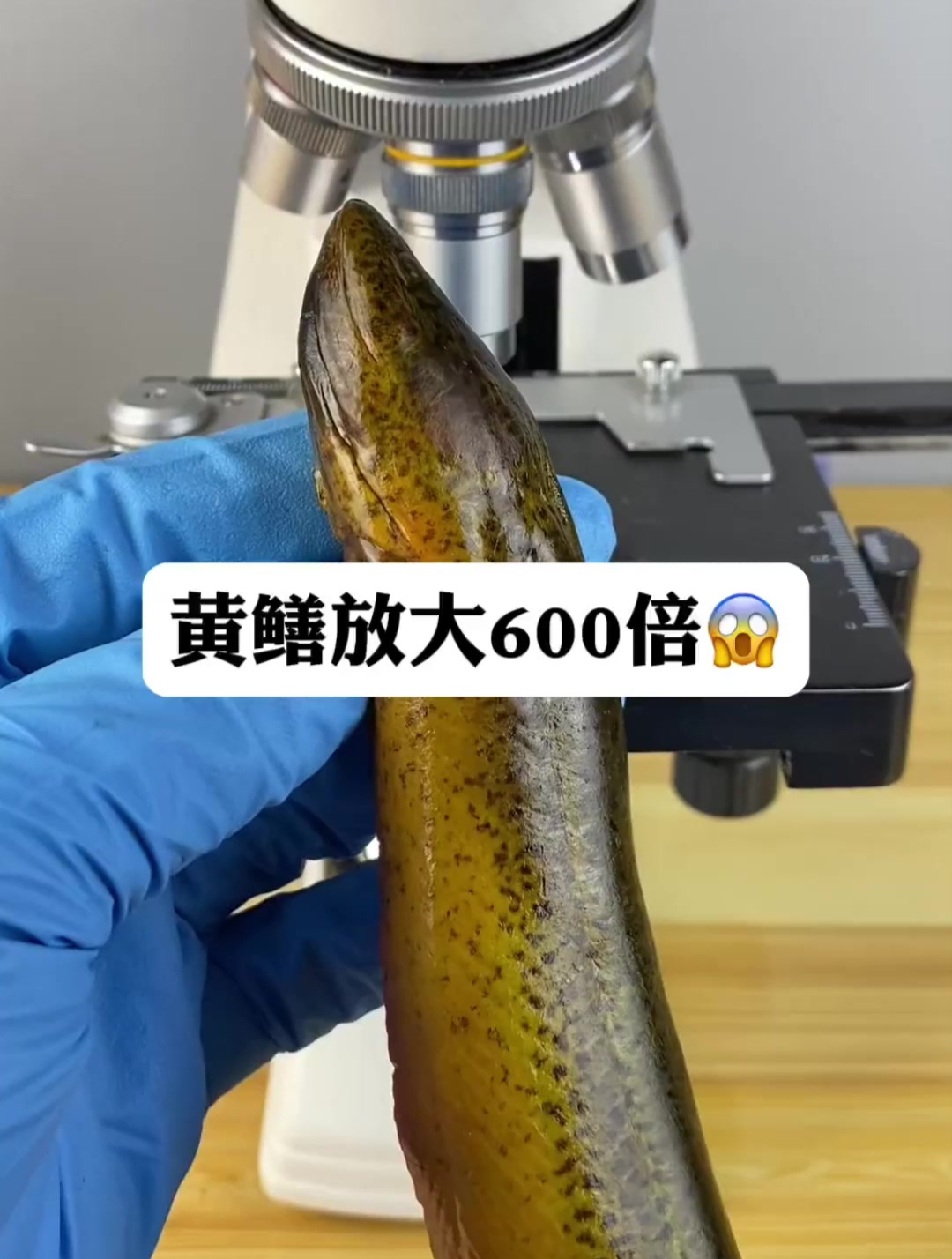 黄鳝会有寄生虫吗,放大600倍看看,结果惊呆我