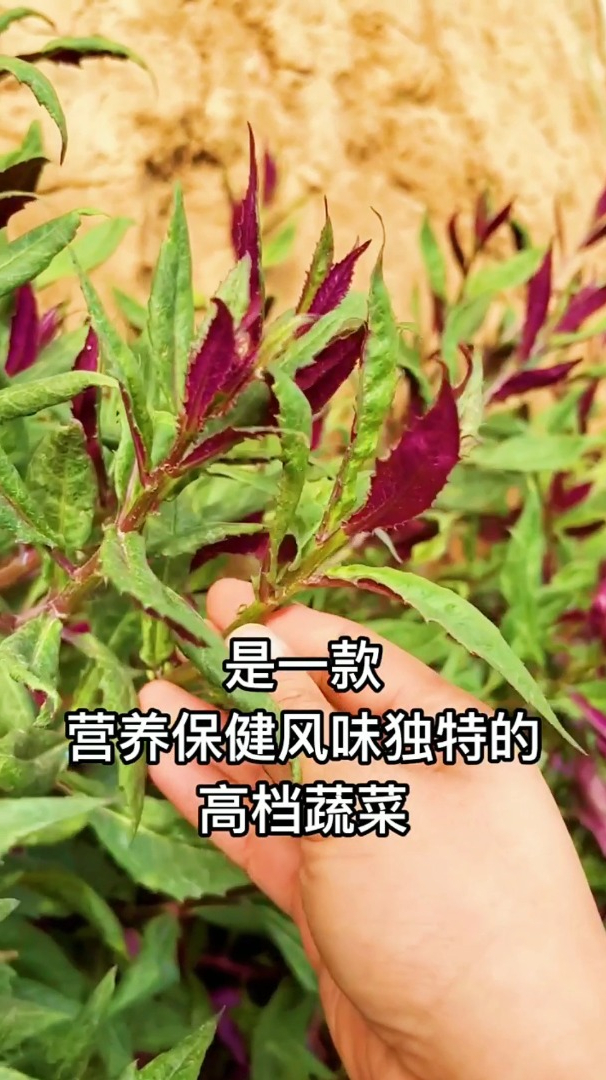 这个观音菜你吃过吗?既是菜也是药草,很多人都没有见过~
