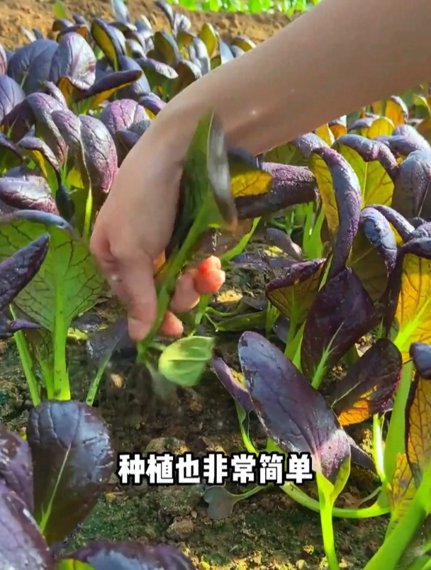 油菜快播种了,你准备选用什么品种?是育苗移栽还是直播?