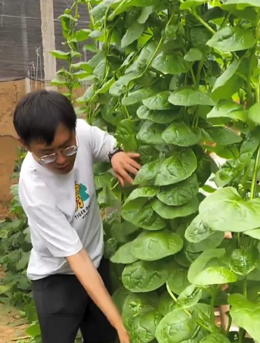 木耳菜全身是宝,营养丰富,春天播种一次可以吃到秋天!