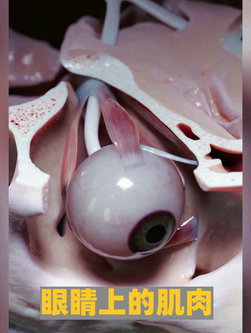 你知道眼睛上的肌肉是如何分布的吗?带您了解