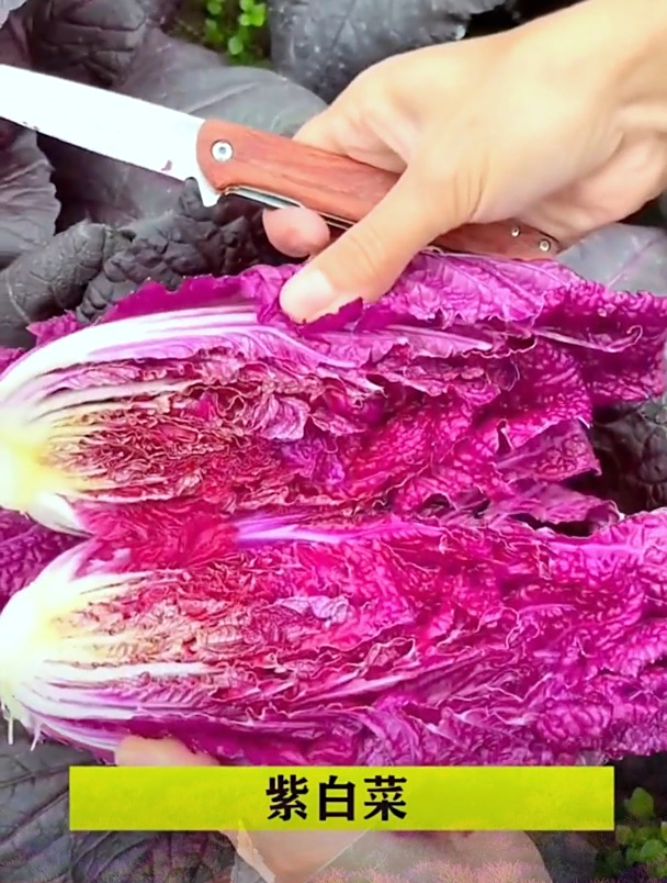 9月是种紫白菜的黄金时期，如何种不容易生虫？记住这1点准没错！