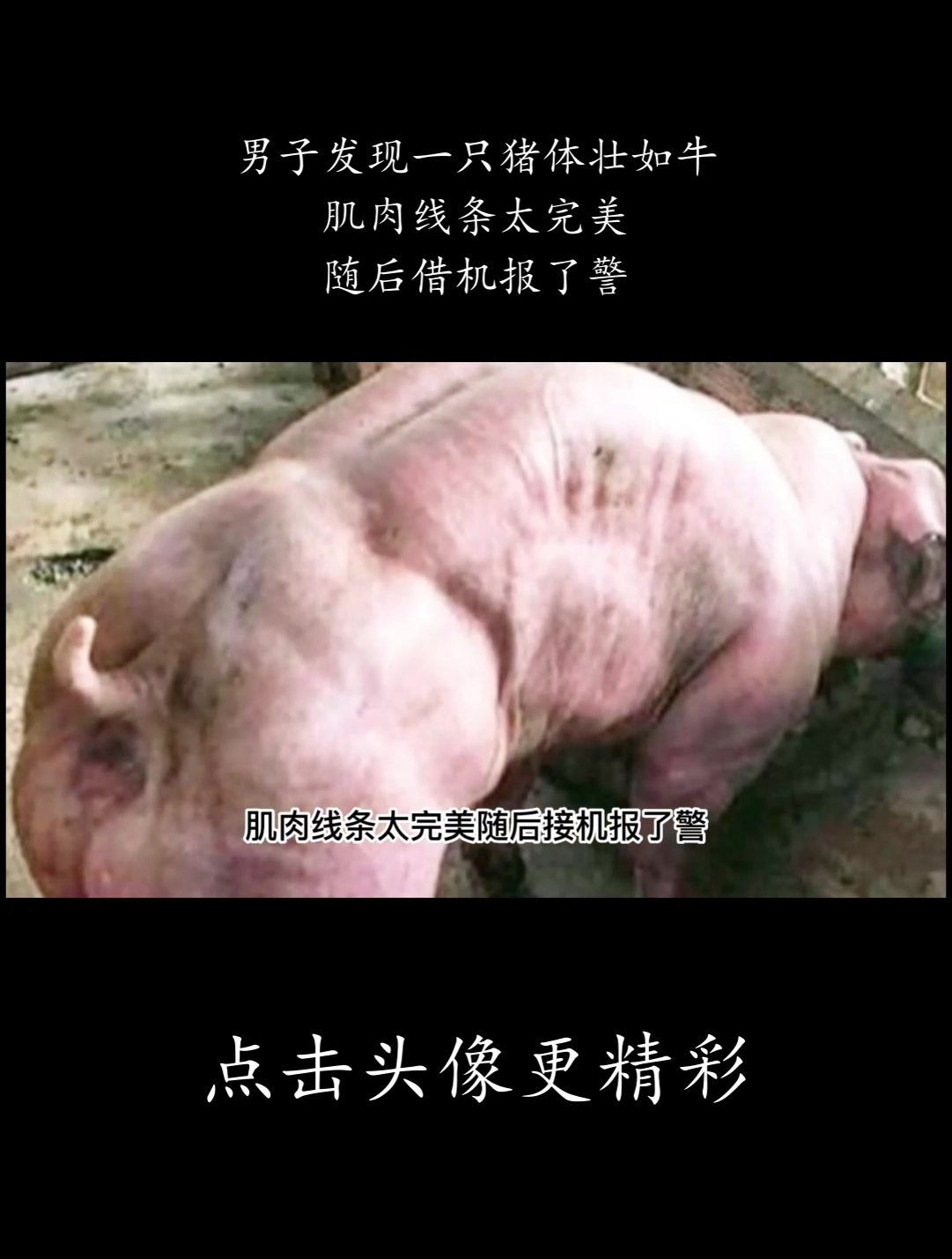 男子发现一只猪体壮如牛,肌肉线条太完美,随后借机报了警!