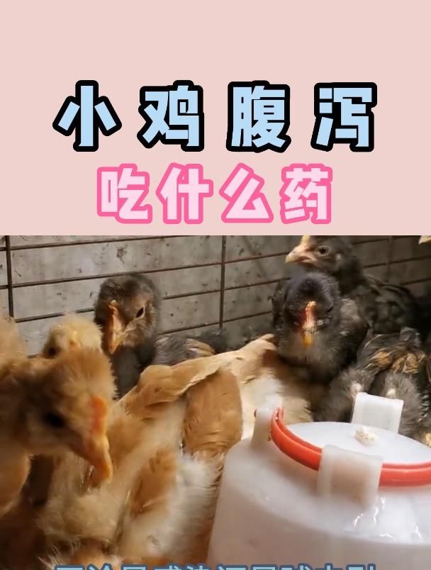 小鸡腹泻吃什么药
