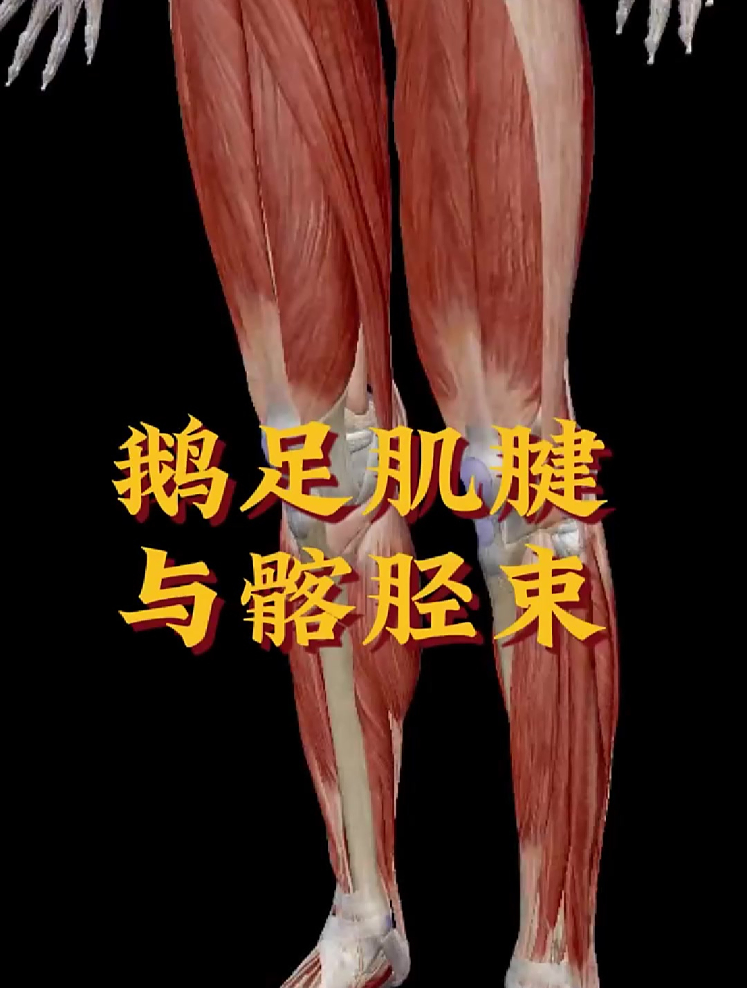 认识鹅足肌腱与髂胫束