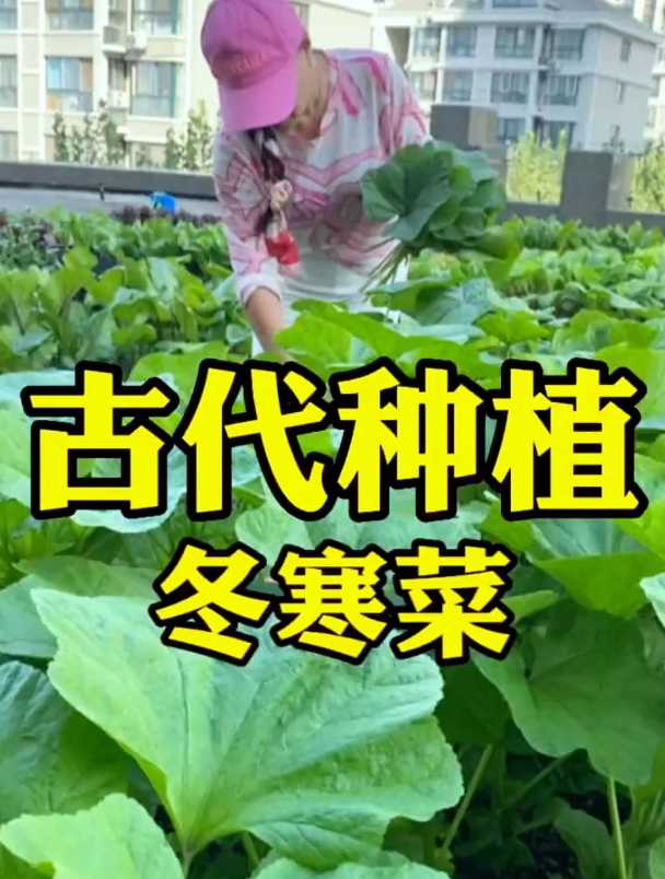“秋冬1碗寒菜粥,胜过牛羊肉”,它的营养丰富,还可以多茬采收~