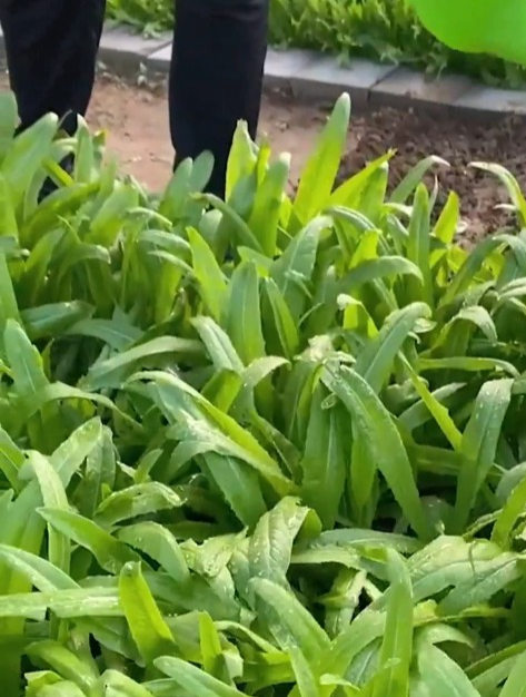 阳台种油麦菜,两招让你油麦菜齐刷刷的长,大又嫩,能吃一辈子!
