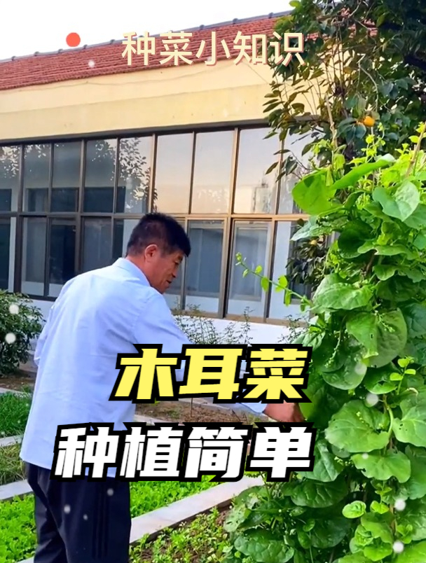 木耳菜种植技巧:播种后,做好土壤保湿工作,促进种子发芽出苗