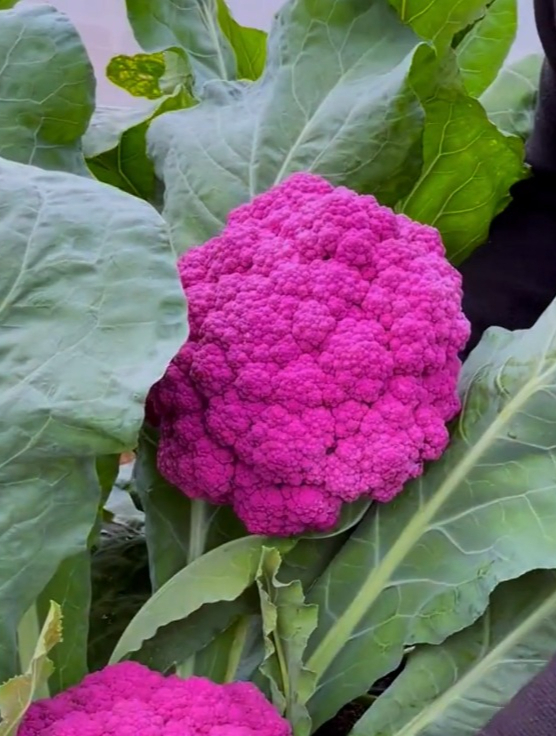 小院如何种植紫花椰菜?1个小诀窍,叶片紫的发亮一个月后可以吃