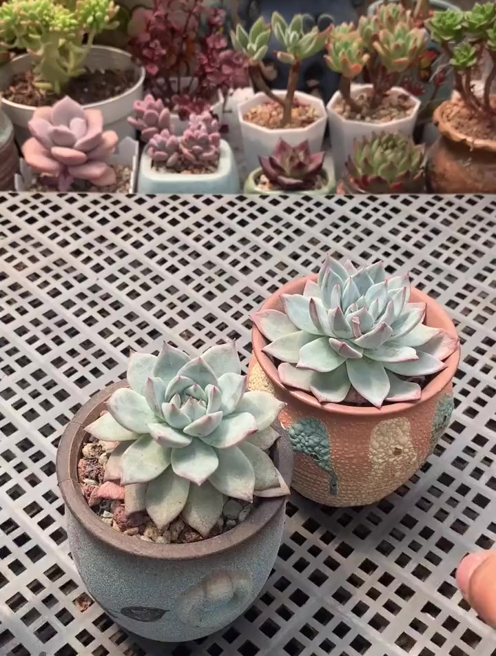 多肉穿裙子了怎么办?