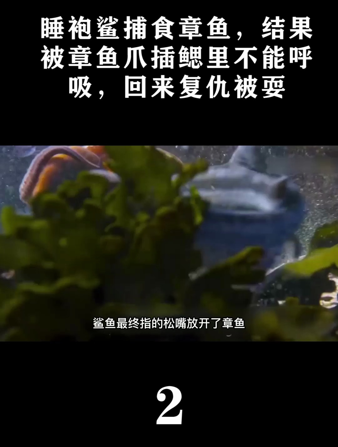 章鱼大战睡袍鲨!章鱼临时制造铠甲,留下鲨鱼一脸懵逼!