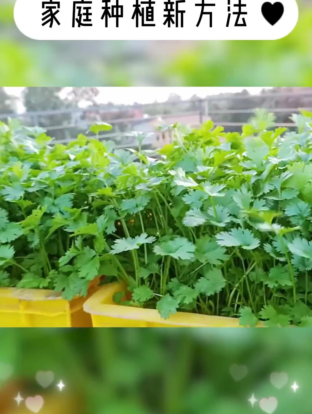 香菜种植简单种,操作方便生长快