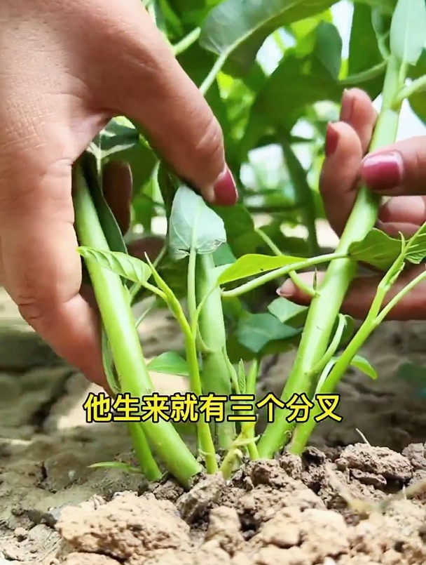 种植三叉空心菜,掐尖是关键!用这方法,随便种几颗都吃不完