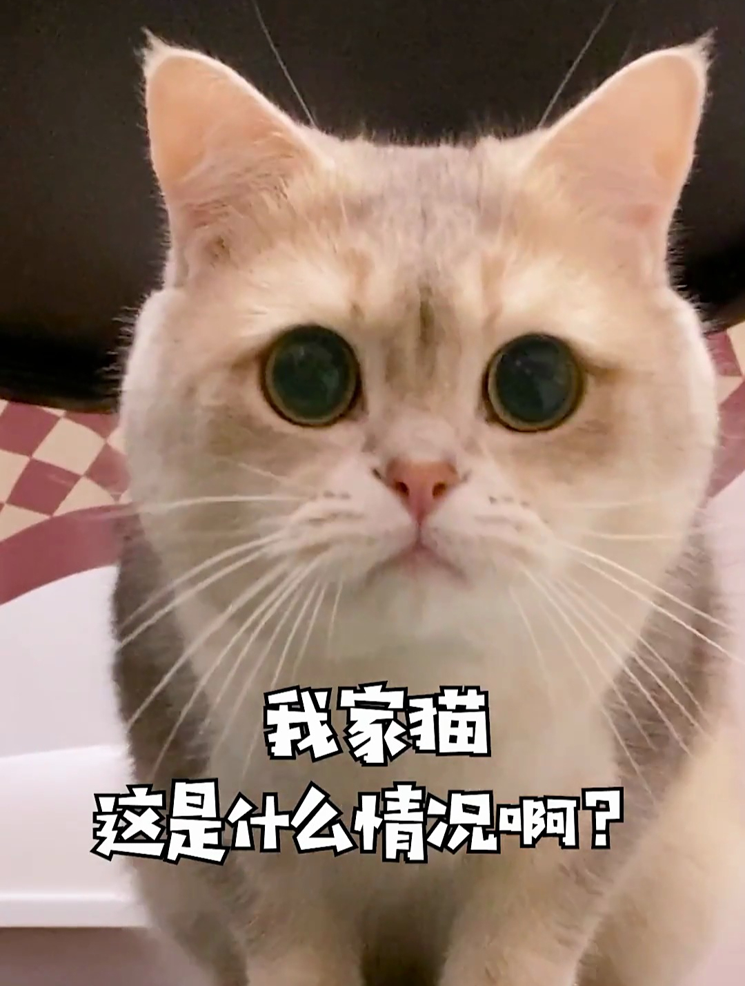 我家猫这是什么情况啊
