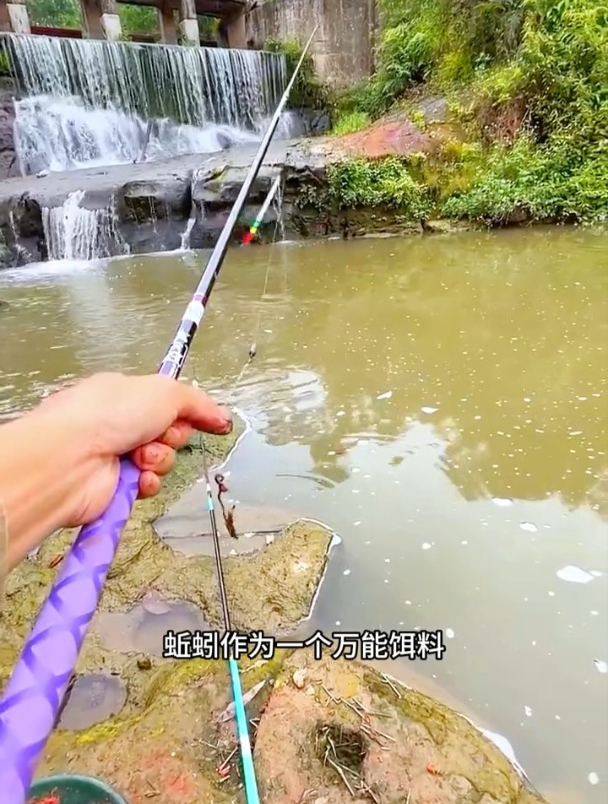 蚯蚓钓鱼虽好却步雾化,只能钓点过路鱼,老钓友想出这方法应对!