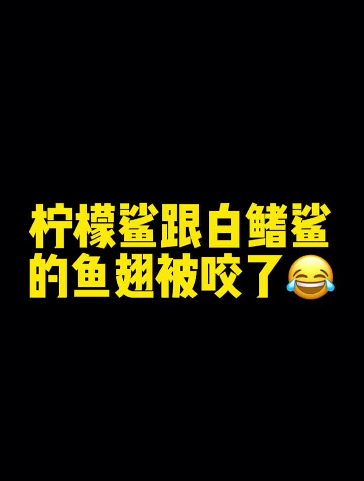 柠檬鲨跟白鳍鲨的鱼翅被咬了柠檬鲨白鳍鲨鲨鱼